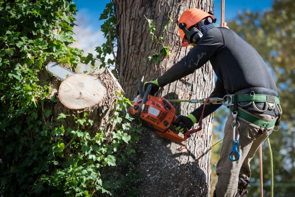 Effective Tree Pruning