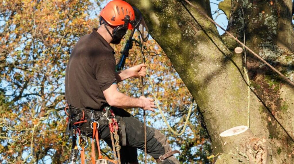 Effective Tree Pruning