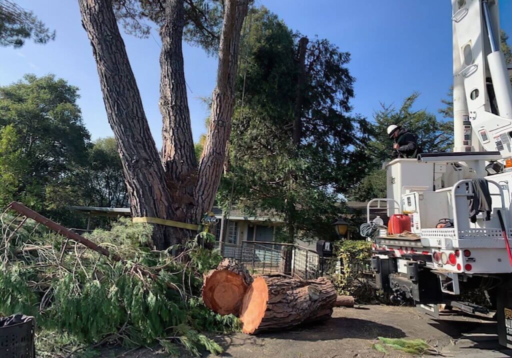 Effective Tree Pruning